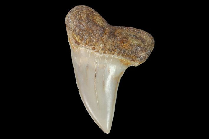 Fossil Shark (Carcharodon planus) Tooth - Sharktooth Hill, CA #94674